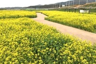 [경산] 경북 경산에서 만나는 유채꽃과 청보리밭